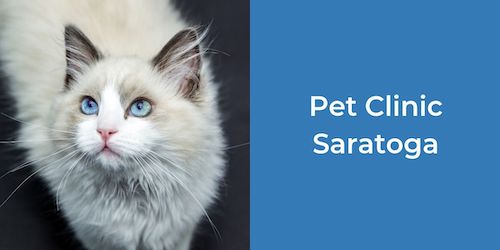 Pet Clinic Saratoga